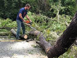 How Our Tree Care Process Works  in  Marfa, TX